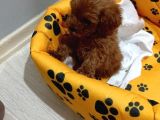 Poodle Yavrularımız Yeni Yuvasını Arıyor