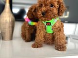 Poodle Yavrularımız Yeni Yuvasını Arıyor