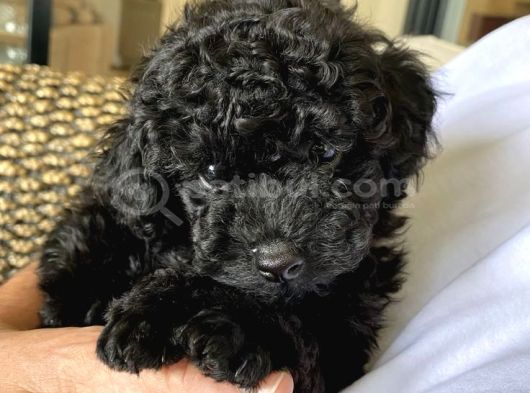 Siyah ve Red Brown Toy Poodle 2 aylık yavrular Pet eğitimli