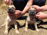 Devasa El Presa Canari̇o Puppi̇es