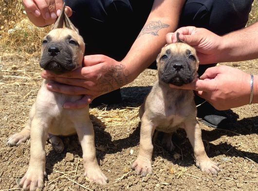Devasa El Presa Canari̇o Puppi̇es