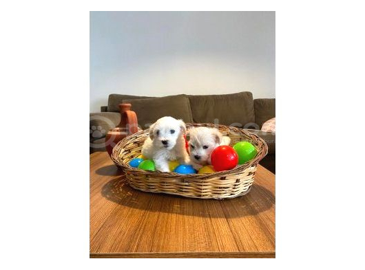 Mini boy maltese yavrularımız