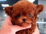 Mi̇cro Poodle Tedy Beer Nadi̇r Ci̇ns