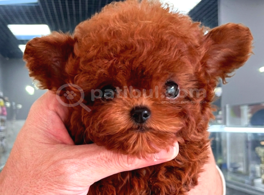 Mi̇cro Poodle Tedy Beer Nadi̇r Ci̇ns