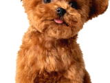 Mi̇cro Poodle Tedy Beer Nadi̇r Ci̇ns