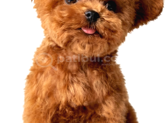 Mi̇cro Poodle Tedy Beer Nadi̇r Ci̇ns görsel
