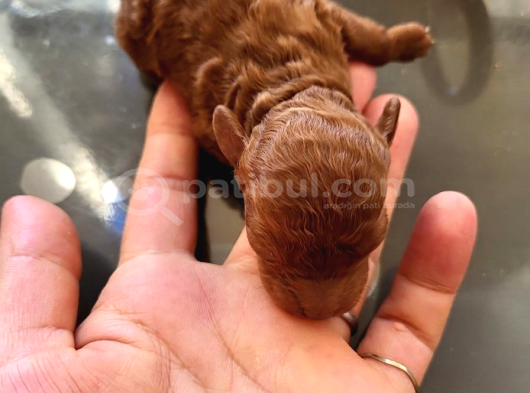 Mi̇cro Poodle Tedy Beer Nadi̇r Ci̇ns görsel