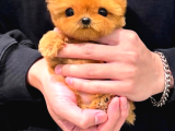 Mi̇cro Poodle Tedy Beer Nadi̇r Ci̇ns