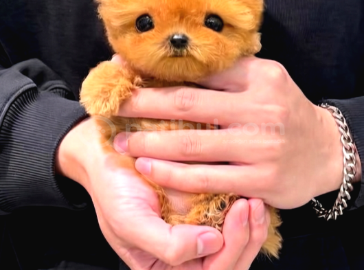 Mi̇cro Poodle Tedy Beer Nadi̇r Ci̇ns görsel