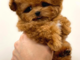 Mi̇cro Poodle Tedy Beer Nadi̇r Ci̇ns