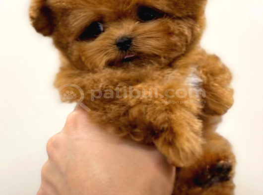 Mi̇cro Poodle Tedy Beer Nadi̇r Ci̇ns görsel