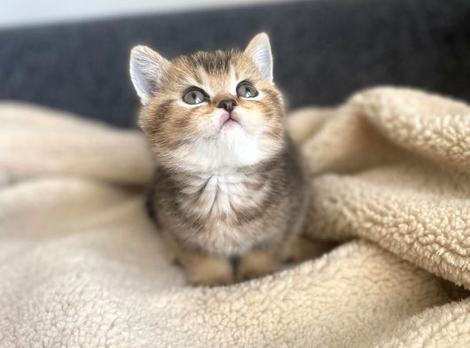Tabby Yavrularımız Yeni Sahiplerini Arıyor Sarı - Siyah Efsane Renkler görsel