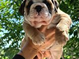 Üst Düzey İngi̇li̇z Buldog Yavrular