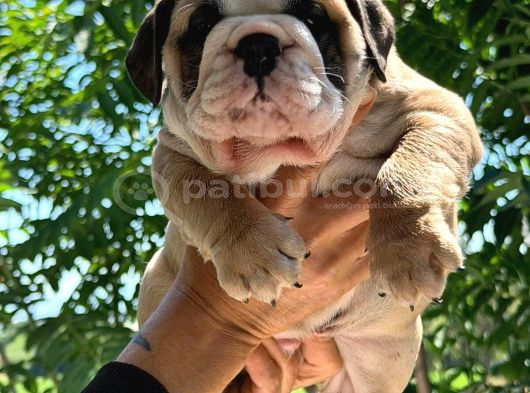 ÜST DÜZEY İNGİLİZ BULDOG YAVRULAR