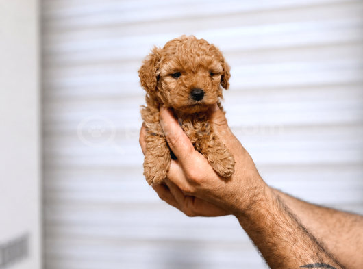 En Özelinden Toy poodle yavrumuz