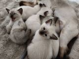 1 Aylık Safkan Siyam Yavruları Antalya