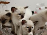 1 Aylık Safkan Siyam Yavruları Antalya