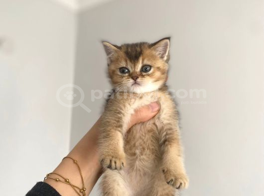 Tabby Yavrularımız Yeni Sahiplerini Arıyor Sarı - Siyah Efsane Renkler görsel