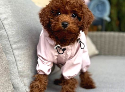 Toy Poodle Sevi̇mli̇ Yavrular Ev Üreti̇mi̇ görsel