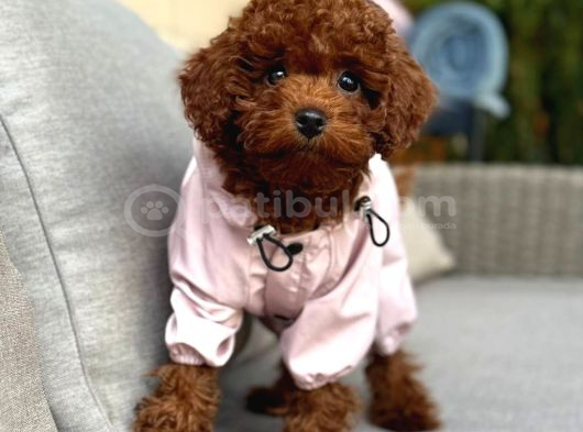 TOY POODLE SEVİMLİ YAVRULAR EV ÜRETİMİ
