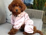 Toy Poodle Sevi̇mli̇ Yavrular Ev Üreti̇mi̇