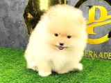 Pomerri̇an Boo Sevi̇mli̇ Yavrular