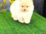 Pomerri̇an Boo Sevi̇mli̇ Yavrular