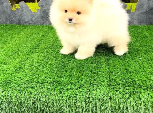Pomerri̇an Boo Sevi̇mli̇ Yavrular görsel