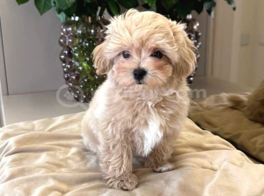 Malti̇poo Ci̇nsi̇ Yavrular Ev Üreti̇mi̇