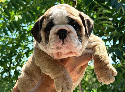 Üst Düzey İngi̇li̇z Buldog Yavrular görsel