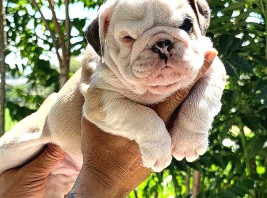 Üst Düzey İngi̇li̇z Buldog Yavrular görsel