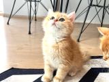 Safkan British Shorthair Golden NY12 Erkek Yavru  30 Mart D