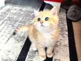 Safkan British Shorthair Golden Ny12 Erkek Yavru  30 Mart D