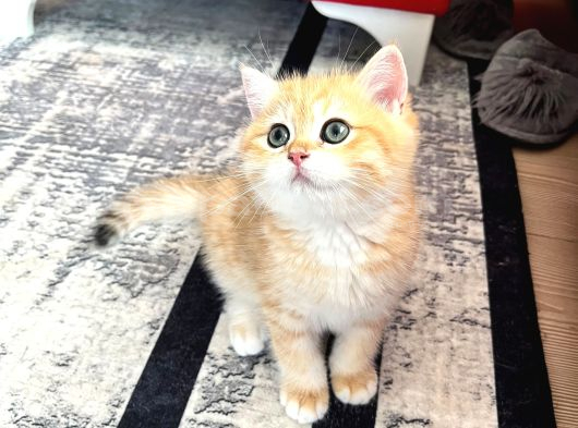 Safkan British Shorthair Golden Ny12 Erkek Yavru  30 Mart D görsel