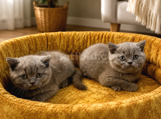 Top Kafa Kül Rengi Oyuncu British Shorthair Yavrularımız görsel