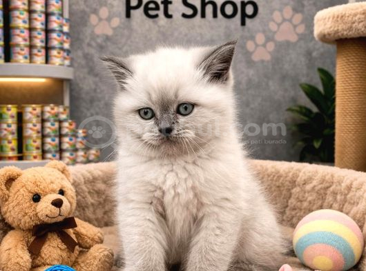 Prenses Ve Prens British Longhair Blue Point Yavrularımız görsel