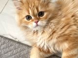 British Shorthair Erkek Özel Renk