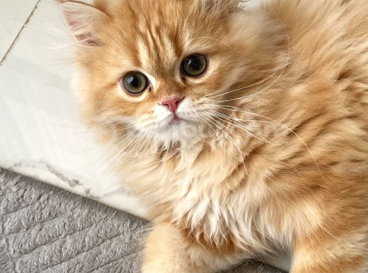 British Shorthair Erkek Özel Renk görsel
