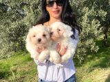 Pamuk Gibi Maltese Terrier Yavrularım Sağlık Ve Irk Garan