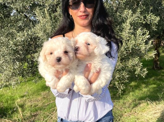 Pamuk Gibi Maltese Terrier Yavrularım Sağlık Ve Irk Garan görsel