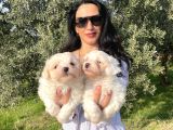 Pamuk Gibi Maltese Terrier Yavrularım Sağlık Ve Irk Garan