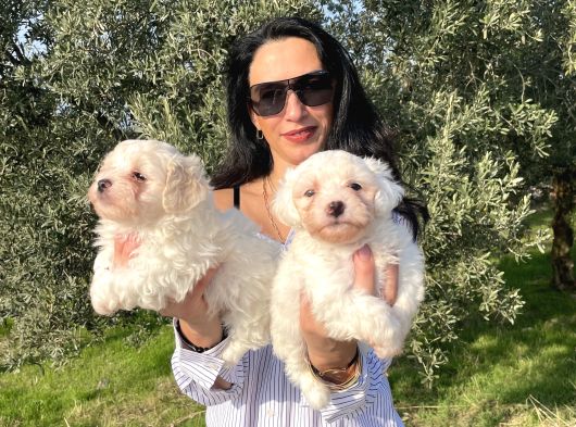 Pamuk Gibi Maltese Terrier Yavrularım Sağlık Ve Irk Garan görsel
