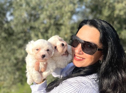 Pamuk Gibi Maltese Terrier Yavrularım Sağlık Ve Irk Garan görsel