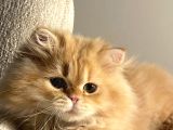 British Shorthair Erkek Özel Renk