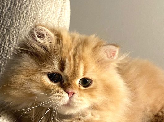 British Shorthair Erkek Özel Renk görsel