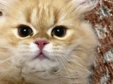 British Shorthair Erkek Özel Renk