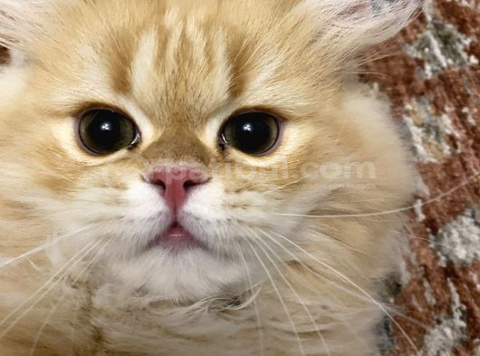 British Shorthair Erkek Özel Renk
