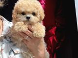 Efso Kore Maltipoo Yavrular