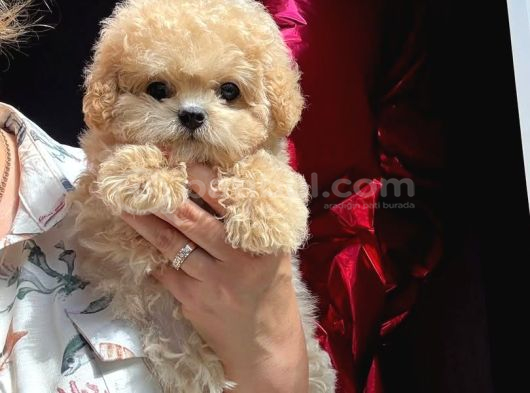 Efso Kore Maltipoo Yavrular