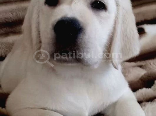 Eğitimlş Full Aşılı Safkan Labrador Yavrular